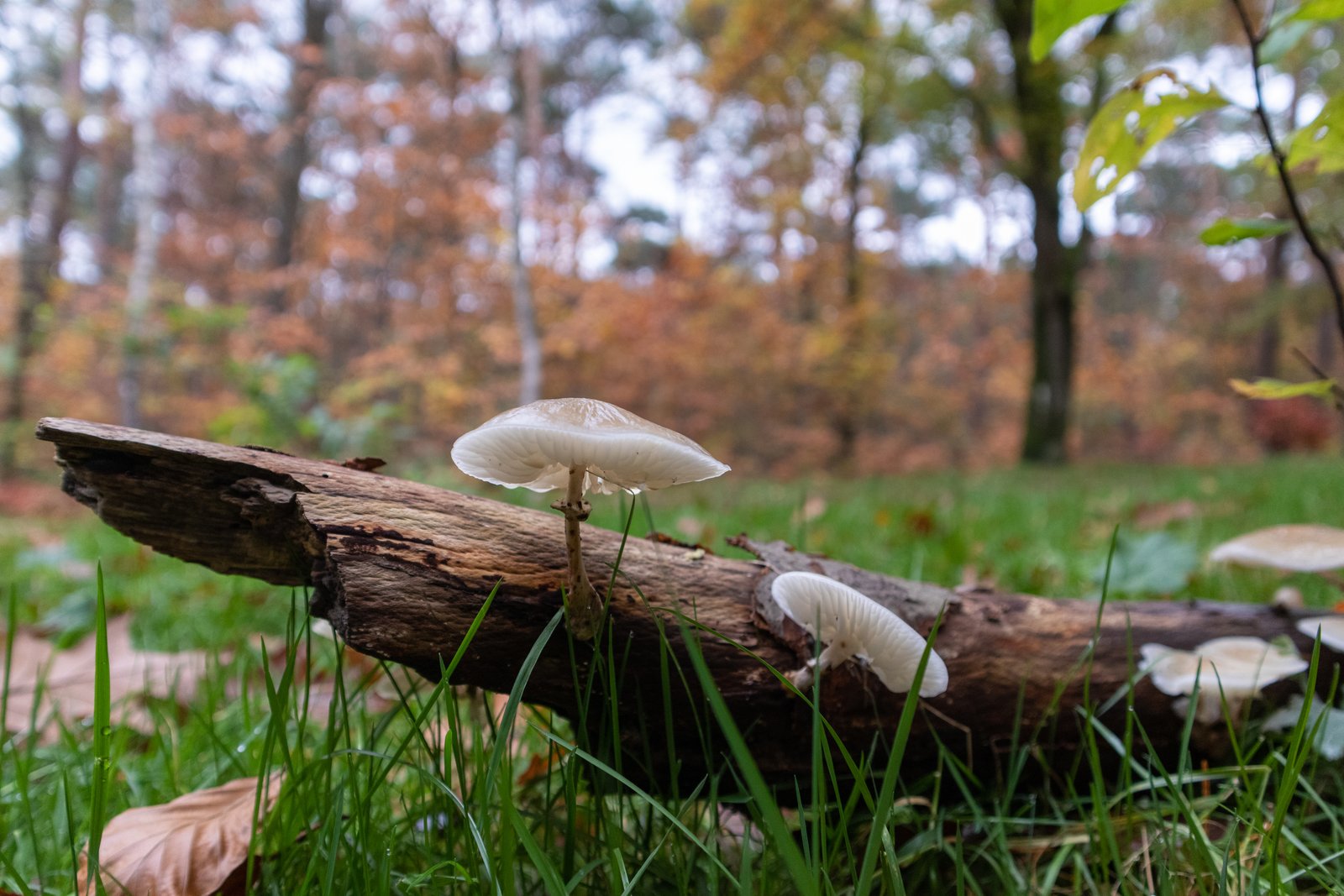 Mushroom